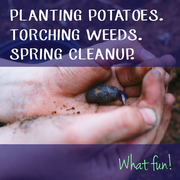Planting Potatoes. Torching Weeds. Spring Cleanup. What fun!