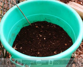 Planting potatoes in a container
