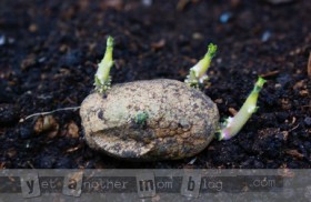 Potato sprouting and ready for planting