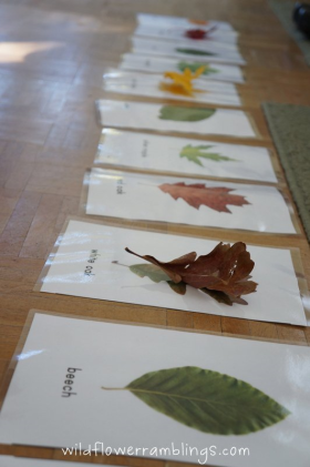 Wildflower-Ramblings-Leaf-identification-cards