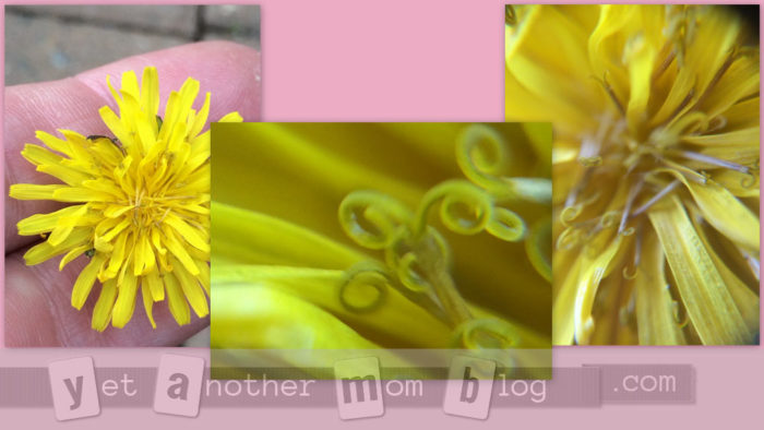 Dandelions with macro lens