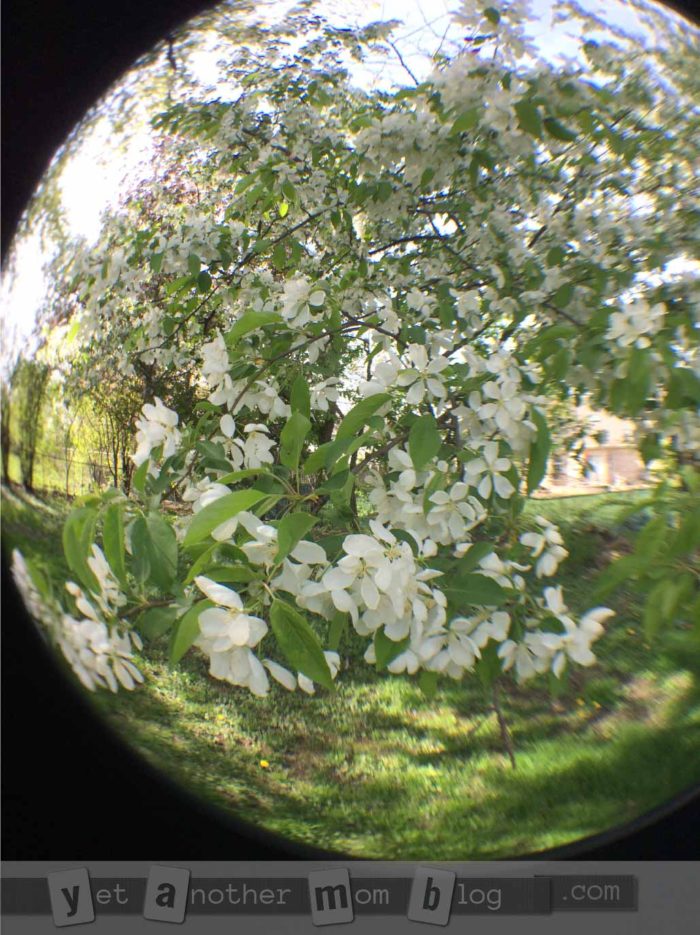 Tree with fisheye lens - Photography with Kids - Exploring your surroundings from a whole new perspective. We especially love macro photography (super close-ups). And we found a cheap gadget to make this even better!