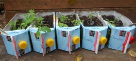 milk and juice carton planters