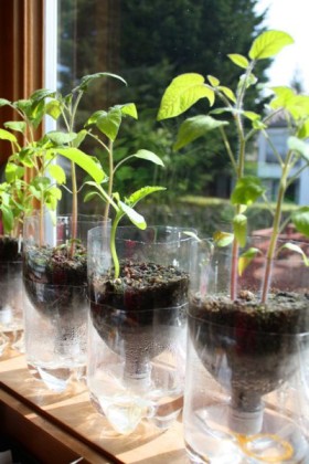 plastic soda or water bottle planter