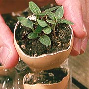 seedling in an eggshell