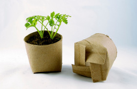seedlings in a toilet paper tube