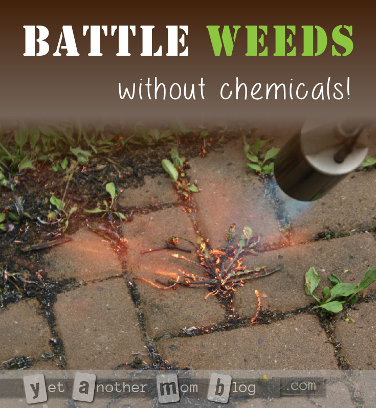 Battle Weeds - without chemicals... or breaking your back! You will win the war against weeds with this tool!