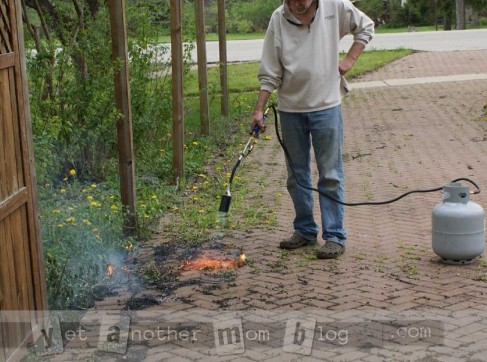 Getting rid of weeds with a propane garden torch