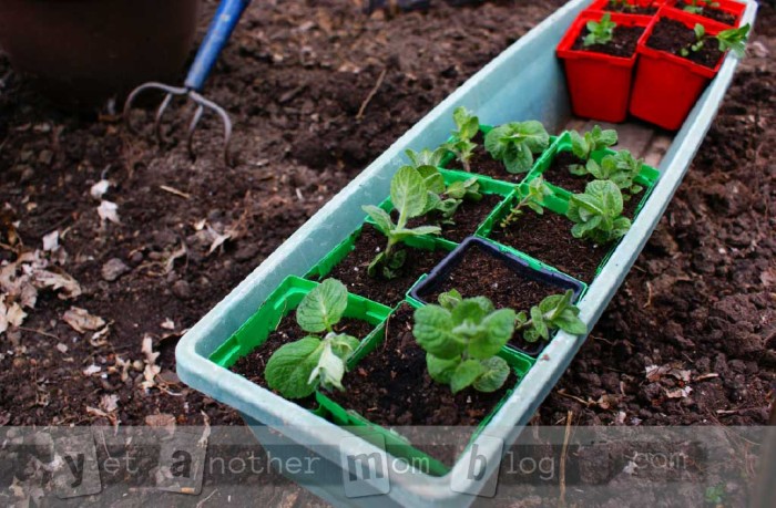 Mint Plant for Mojitos
