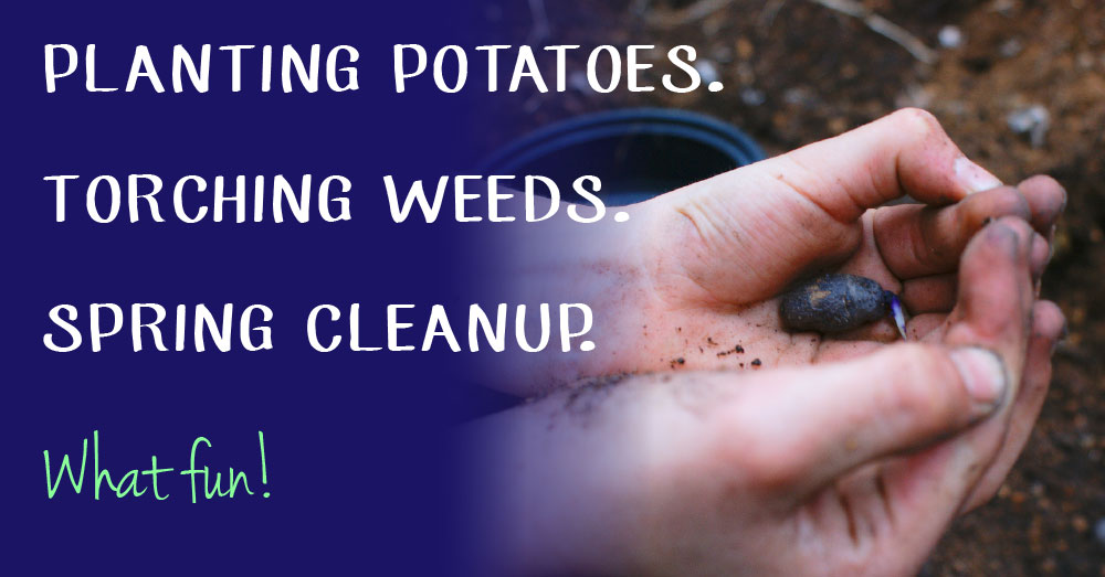 Planting Potatoes. Plus Torching Weeds and Spring Cleanup. Lot to do!