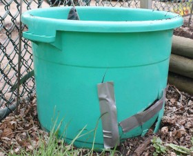 Planting-Potatoes-in-an-old-plastic-tub