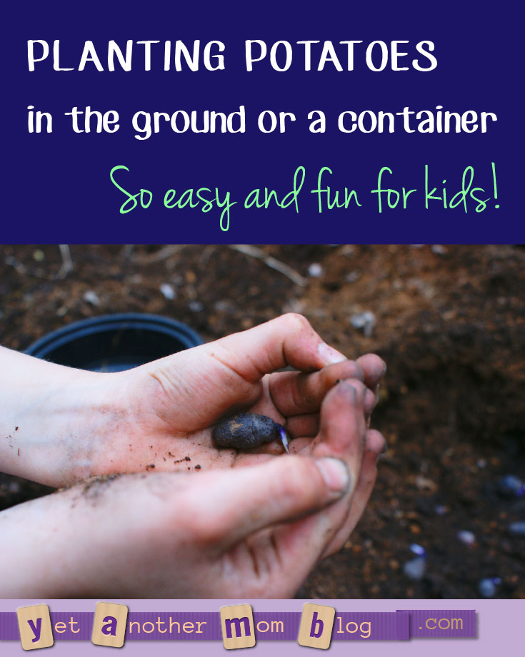 Planting Potatoes in the ground or a container. So each and fun for kids! Plus, using a garden torch to battle weeds.