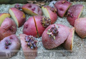 Potatoes sprouting and ready to plant