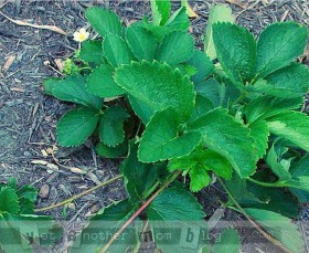 Transplanting Strawberries
