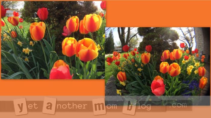 Tulips using fisheye lens comparison