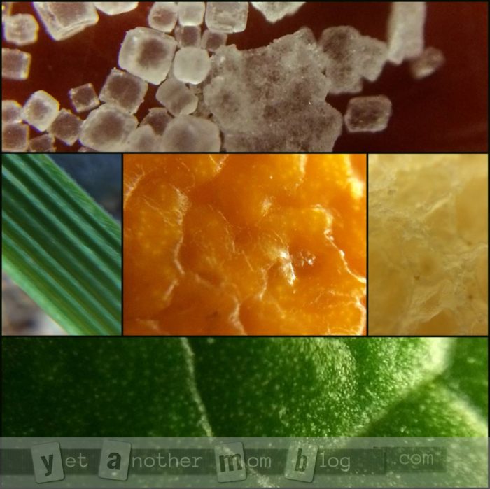 Foods using the macro lens - Photography with Kids - Exploring your surroundings from a whole new perspective. We especially love macro photography (super close-ups). And we found a cheap gadget to make this even better!