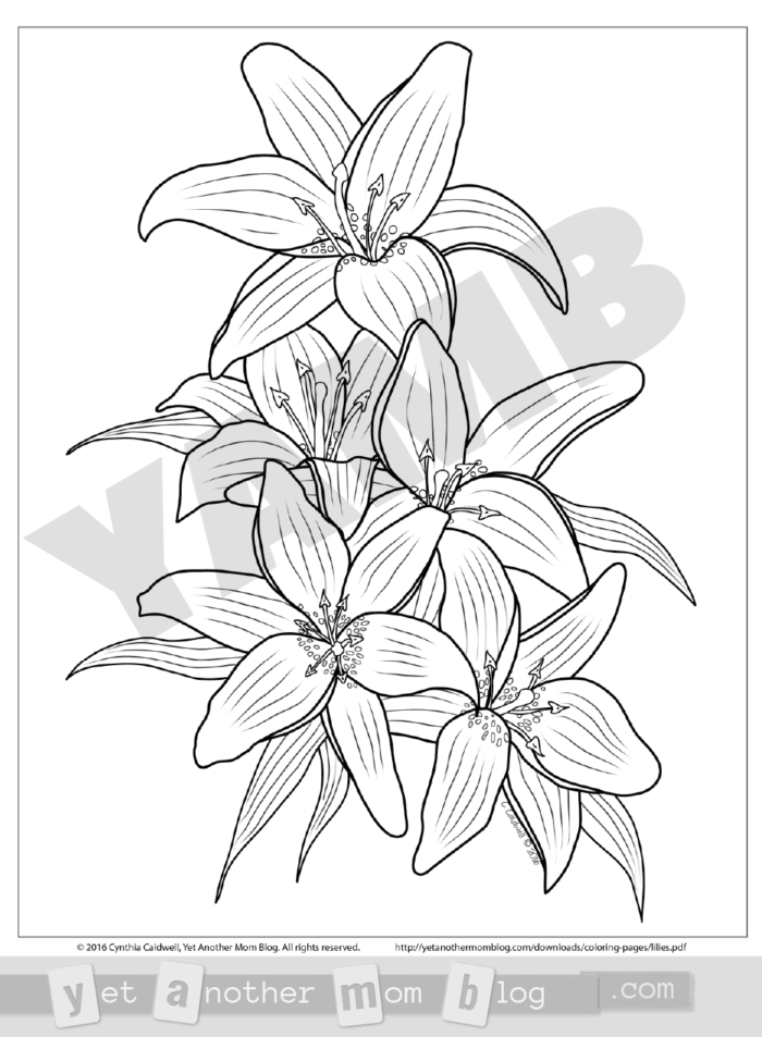 Free PDF download lilies coloring page. Graceful lilies - the perfect spring flower for adults to color for Easter!